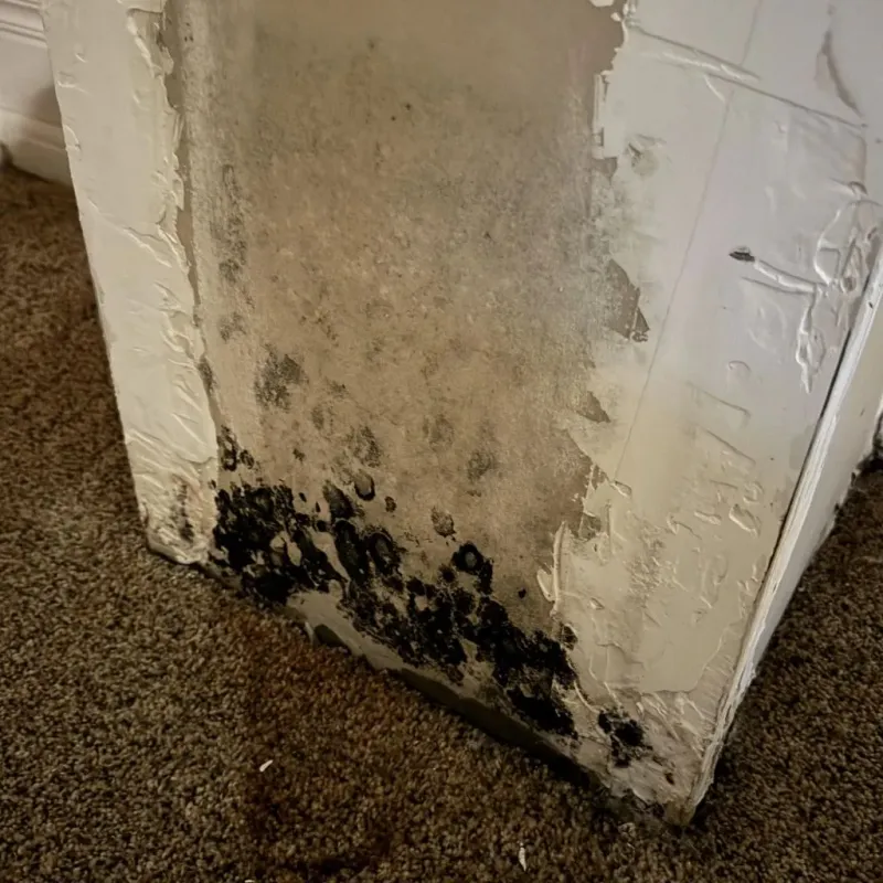 Professional Mold Removal in Devens, MA